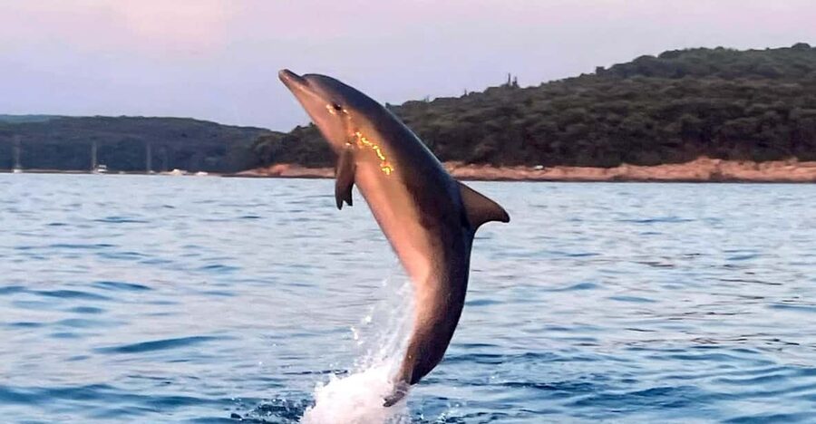Dolphin private sunset tour Rovinj - Booking flexibility and what to pack