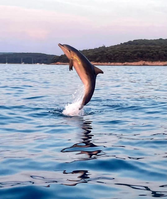 Dolphin private sunset tour Rovinj - Starting at Luigi Monti, Delfin Dock Station, or Mali Mol