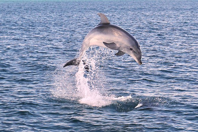 Dolphin Quest & Marine Life Search - Setting out from Vilamoura Marina