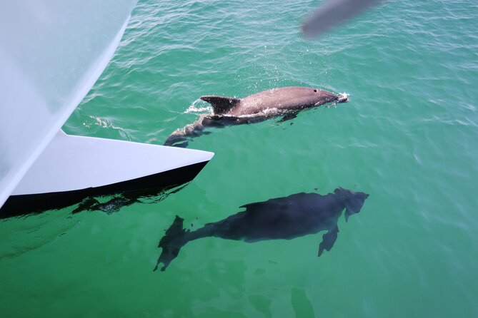Dolphin Quest & Marine Life Search - The catamaran, seating, and onboard facilities
