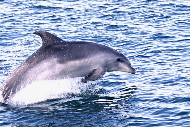 Dolphin Quest & Marine Life Search - How long the outing really takes