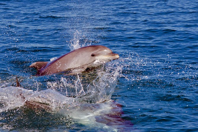 Dolphin Quest & Marine Life Search - Why the $43.02 price can make sense