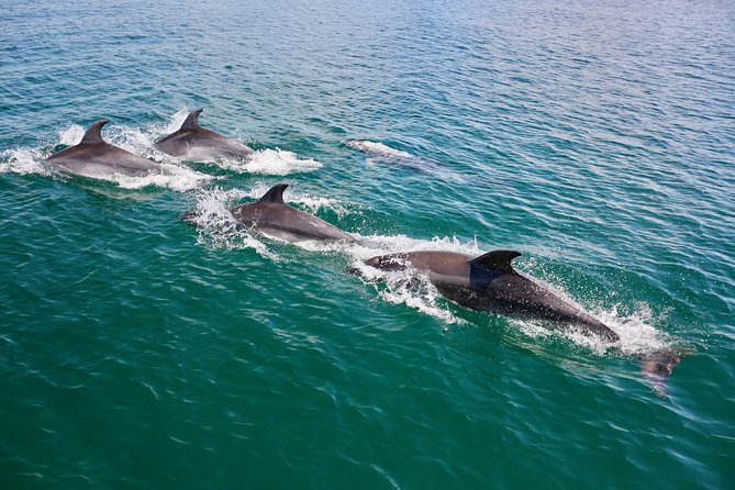 Dolphin Quest & Marine Life Search - Who will enjoy this most