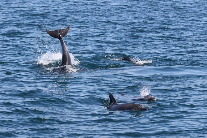 Dolphin Quest & Marine Life Search - Practical advice for a better day at sea