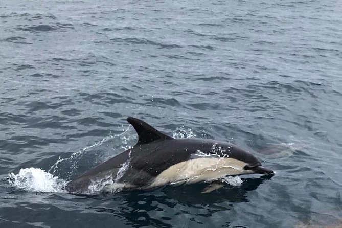 Dolphin Route - Who will enjoy the Dolphin Route