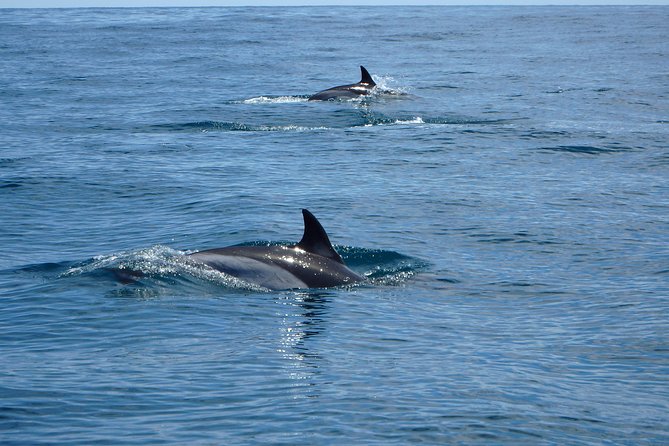 Dolphin Route - Practical timing and what to bring