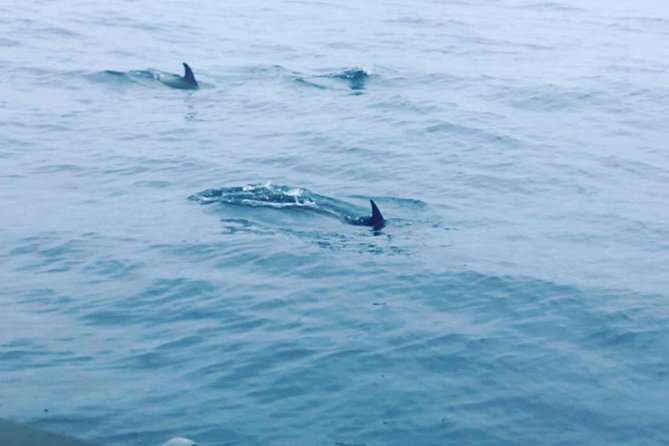 Dolphin Route - Should you book this Peniche dolphin trip?