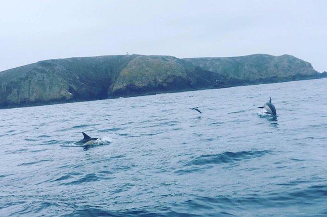 Dolphin Route - Cabo Carvoeiro and the rock coast