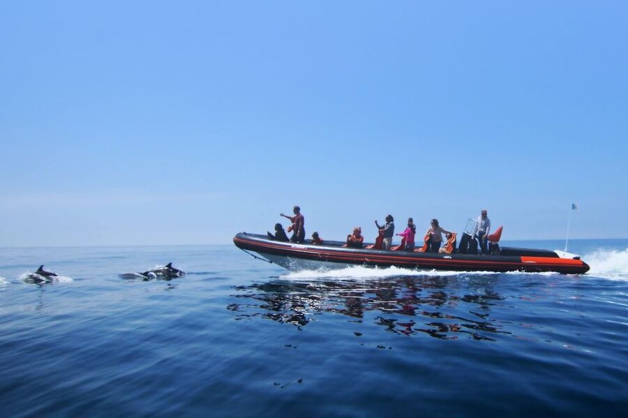 Dolphin Safari and Cave Tour in Vilamoura - Setting Out from Vilamoura Marina