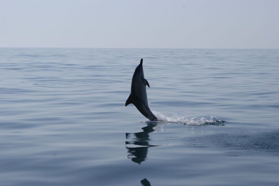 Dolphin Safari and Cave Tour in Vilamoura - The Offshore Search for Dolphins