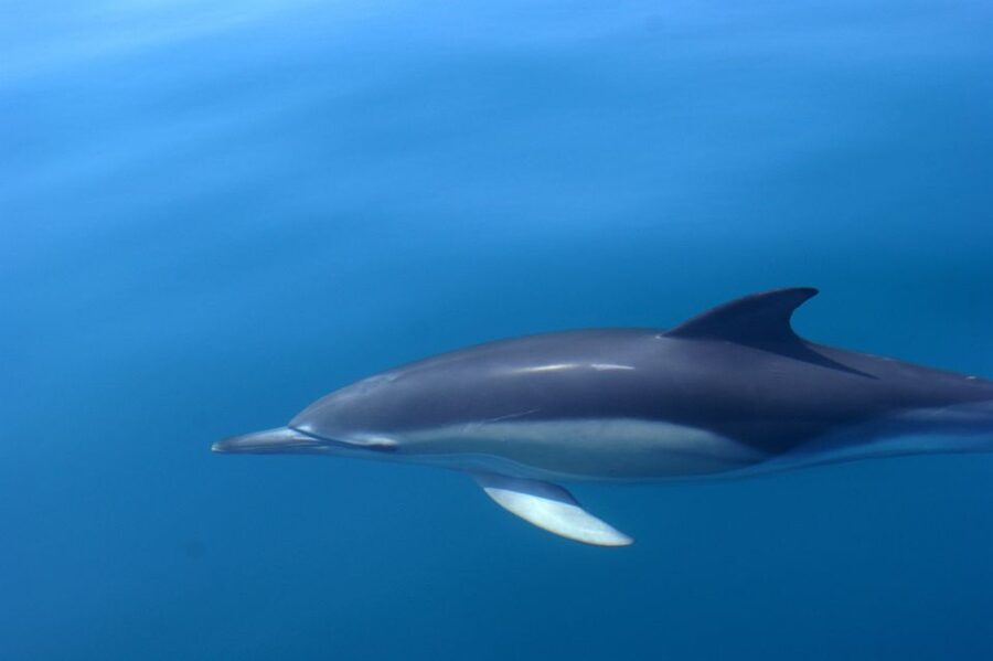 Dolphin Safari and Cave Tour in Vilamoura - Who Will Enjoy This Trip Most?