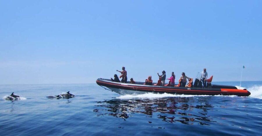 Dolphin Safari and Cave Tour in Vilamoura - Caves, Rock Formations, and the Return Along the Coast