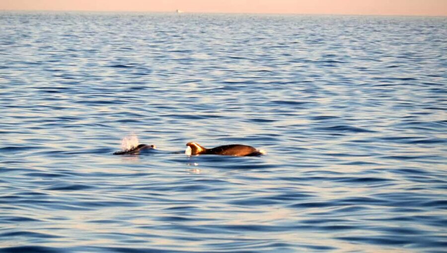 Dolphin Safari Boat Trip from Marina Funtana - A sunset cruise with dolphins as the main prize