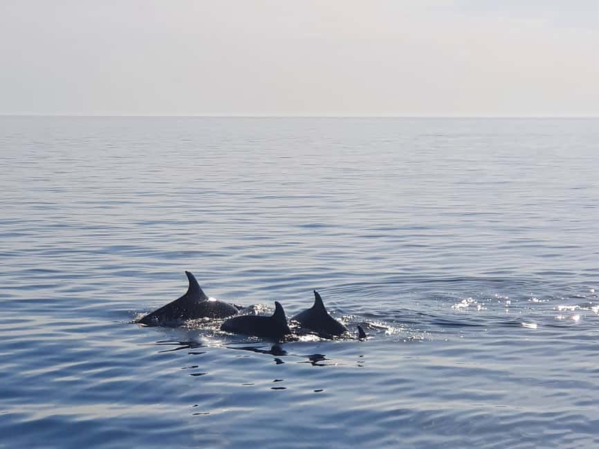 Dolphin Safari Boat Trip from Marina Funtana - How the dolphin search works