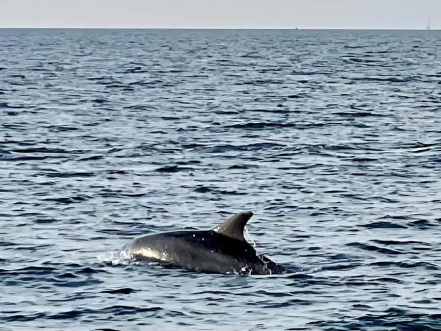 Dolphin Safari Boat Trip from Marina Funtana - Practical tips for a smoother outing
