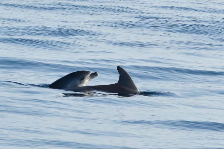 Dolphin Safari Boat Trip from Marina Funtana - Cruising among the islands near Vrsar and Funtana