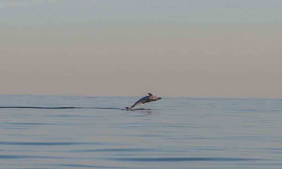 Dolphin safari every evening - Who will enjoy this most