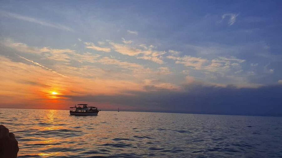 Dolphin safari every evening - Choosing between a private rental and the evening safari
