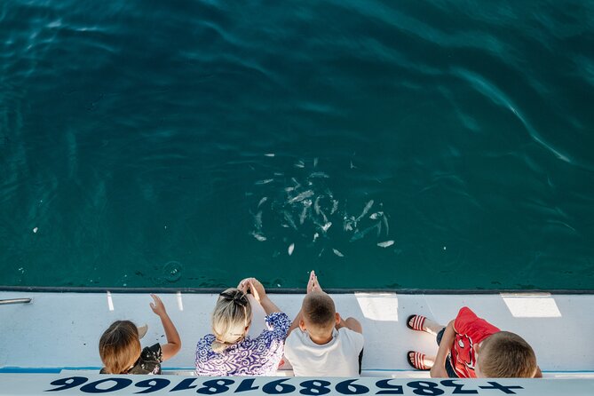 Dolphin Safari in Fažana - Cruising beside Brijuni National Park