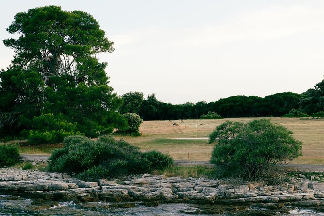 Dolphin Safari in Fažana - Group size, timing, and comfort
