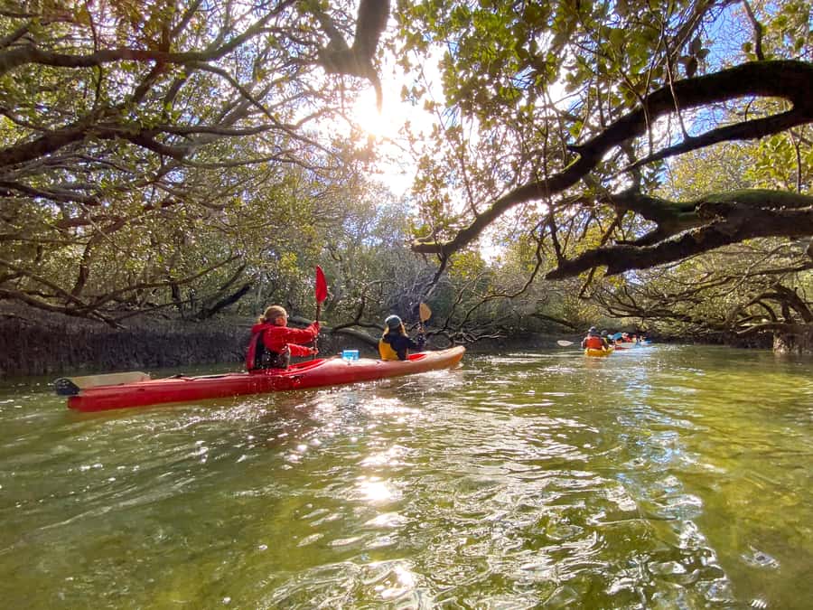 Dolphin Sanctuary and Ships Graveyard Kayak Tour - Key points before you book