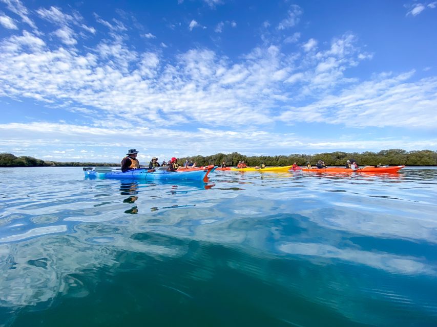 Dolphin Sanctuary and Ships Graveyard Kayak Tour - Who should book this kayak tour?