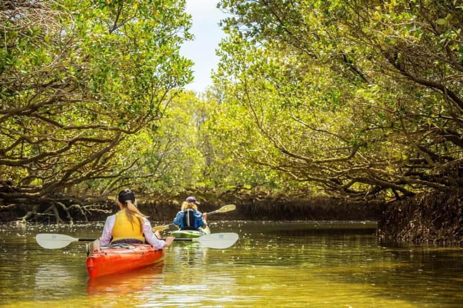 Dolphin Sanctuary and Ships Graveyard Kayak Tour - A wild corner of Adelaide’s Port River