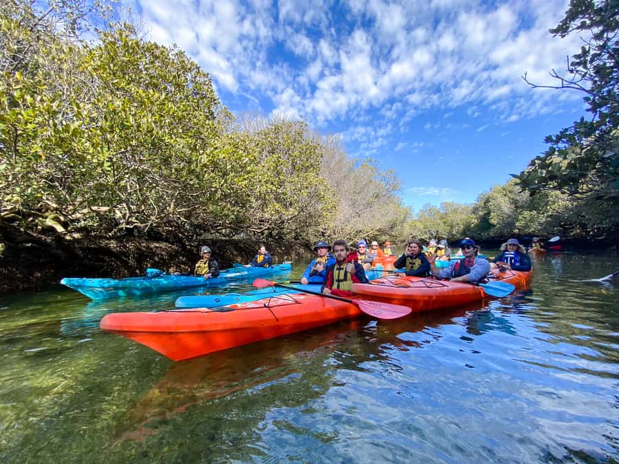 Dolphin Sanctuary and Ships Graveyard Kayak Tour - The Ships Graveyard and its abandoned vessels