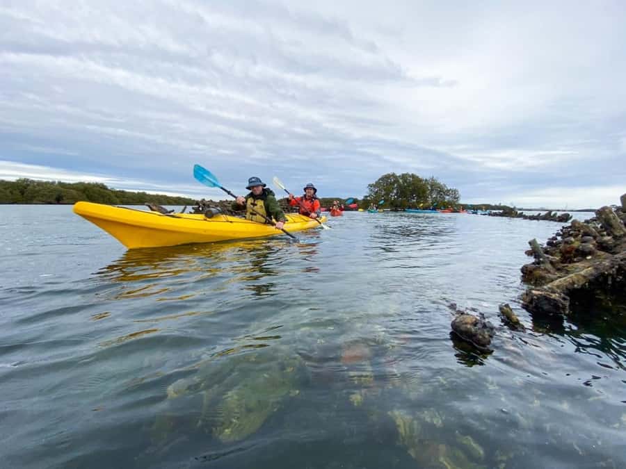 Dolphin Sanctuary and Ships Graveyard Kayak Tour - Looking for Port River dolphins