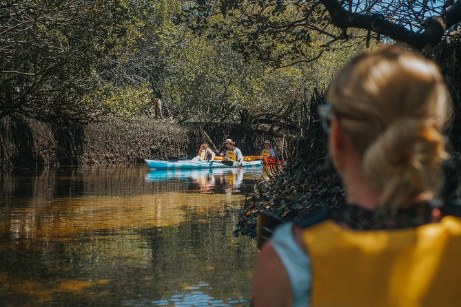 Dolphin Sanctuary Kayak Tour Adelaide - The dolphin question: hope for a sighting, do not buy a guarantee
