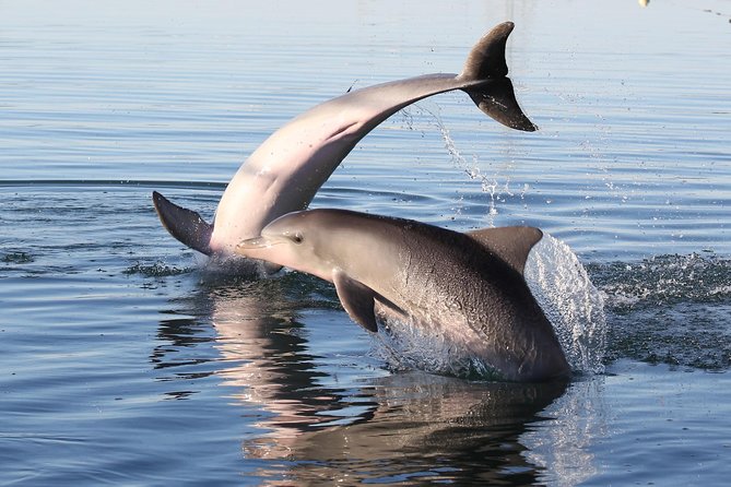 Dolphin Sanctuary Kayak Tour Adelaide - Shipwrecks, tides, and route changes