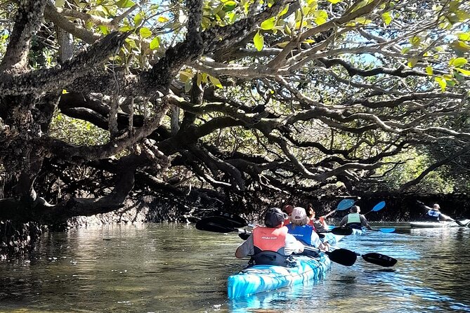 Dolphin Sanctuary Kayak Tour Adelaide - Guides, group size, and the family experience