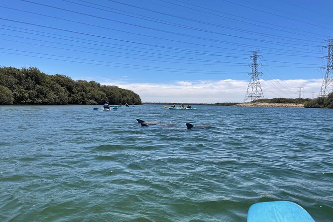 Dolphin Sanctuary Kayak Tour Adelaide - Is $56.66 good value?