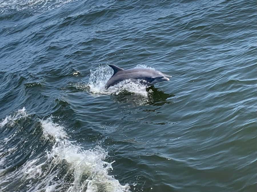 Dolphin & Scenic Bay Sightseeing Cruise Up to 49, Pensacola - Practical Tips Before You Board