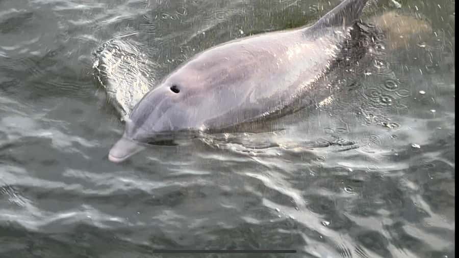 Dolphin & Scenic Bay Sightseeing Cruise Up to 49, Pensacola - Searching the Bay for Dolphins