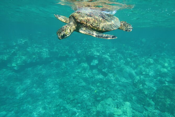 Dolphin, Sea Cave, Captain Cook, Kealakekua Bay Reef Snorkeling - Equipment, snacks, and what to bring