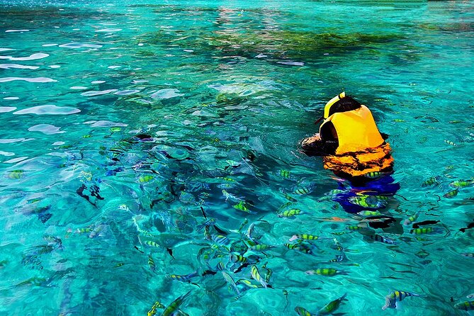 Dolphin, Sea Cave, Captain Cook, Kealakekua Bay Reef Snorkeling - Who will get the most from this Kona outing?