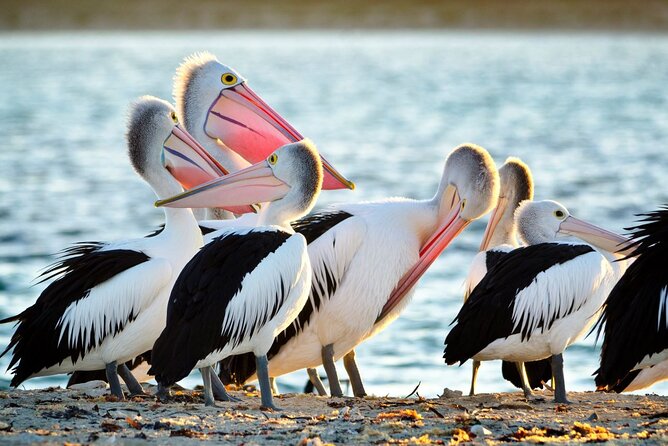 Dolphin, Sea Lion and Penguin Island Cruise - Key points to know before you go