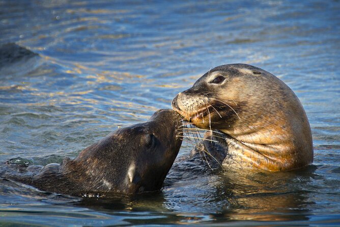 Dolphin, Sea Lion and Penguin Island Cruise - Crew commentary can make or break the hour