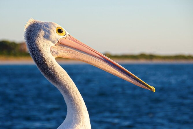 Dolphin, Sea Lion and Penguin Island Cruise - Who should book this cruise?