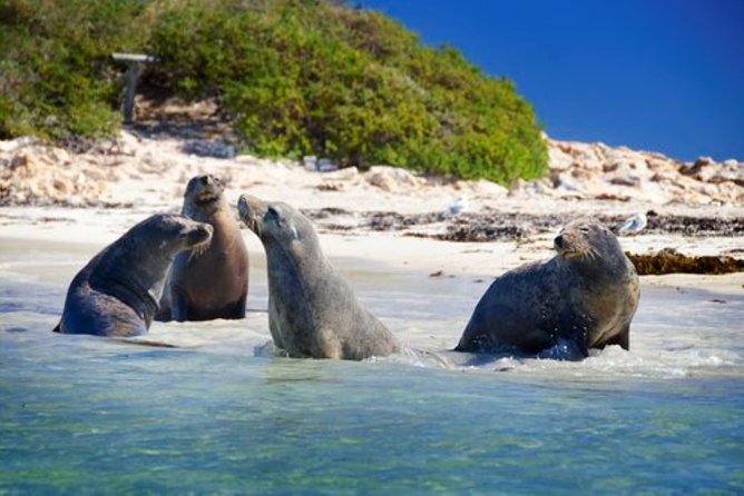 Dolphin, Sea Lion and Penguin Island Cruise - The Penguin Island name creates a serious expectation problem