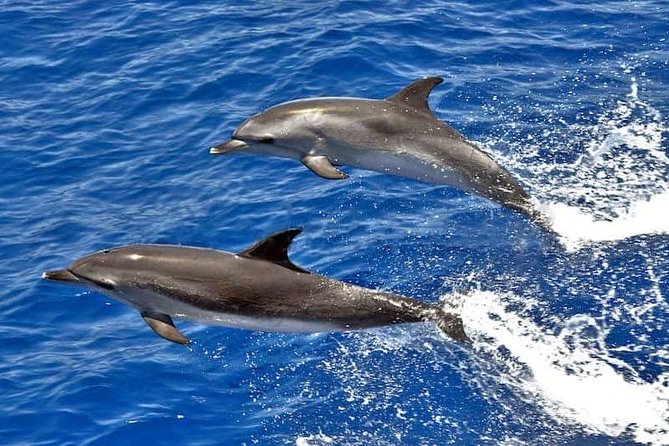 Dolphin Searching Tour in Puerto de Mogán ("KEEPER UNO" Boat) - Key points at a glance