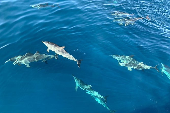 Dolphin Searching Tour in Puerto de Mogán ("KEEPER UNO" Boat) - Cliffs, beaches, and the boat itself