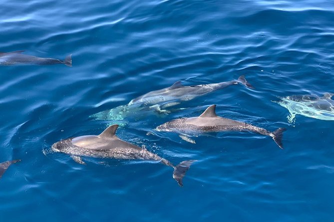 Dolphin Searching Tour in Puerto de Mogán ("KEEPER UNO" Boat) - Swimming and snorkeling near Mogán