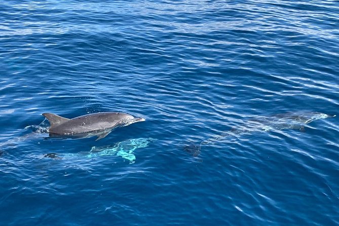 Dolphin Searching Tour in Puerto de Mogán ("KEEPER UNO" Boat) - How the weather can change the whole experience