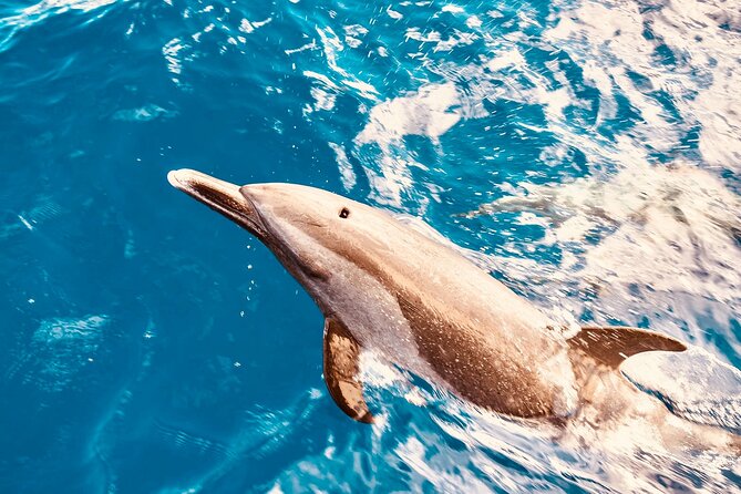 Dolphin & Seasonal Whale Watching, Turtle Snorkeling - Meeting the boat at Waiʻanae Small Boat Harbor