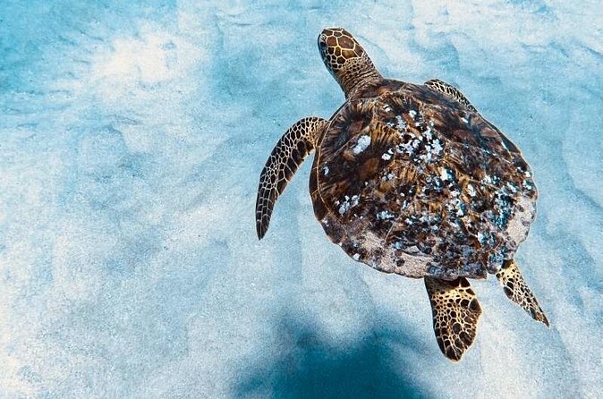 Dolphin & Seasonal Whale Watching, Turtle Snorkeling - Snorkeling near turtles, fish, and reef life