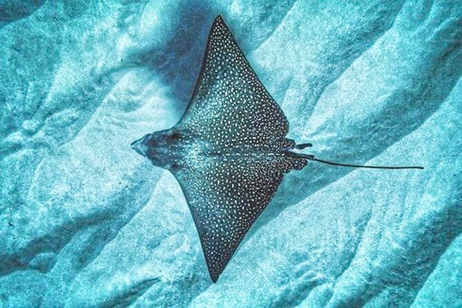 Dolphin & Seasonal Whale Watching, Turtle Snorkeling - A simple Hawaiian lunch after the water