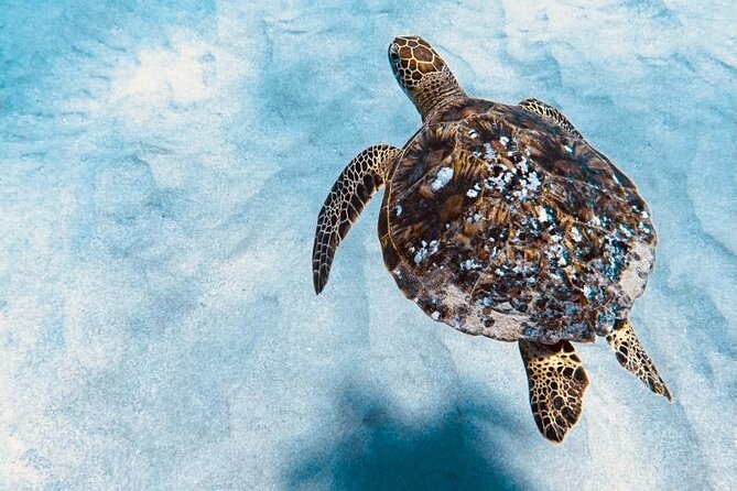 Dolphin & Seasonal Whale Watching, Turtle Snorkeling - Who will enjoy this boat trip most?