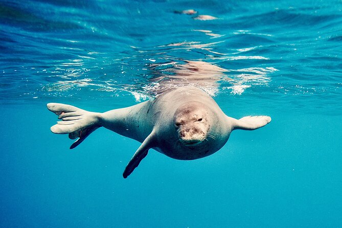 Dolphin & Seasonal Whale Watching, Turtle Snorkeling - Booking advice and cancellation details